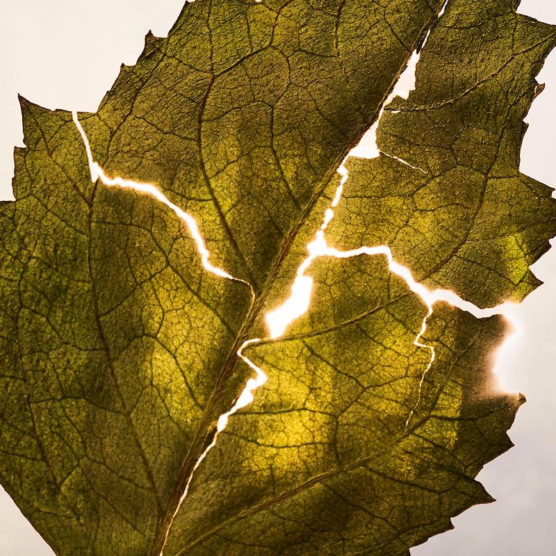 Bvlgari Allegra Magnifying Patchouli Essence Eau de Parfum 40ml
